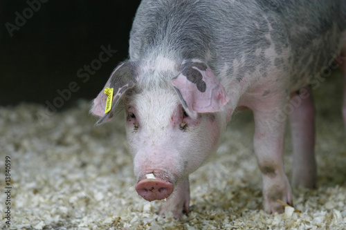 pig pork domestic animal agriculture © Lumos sp