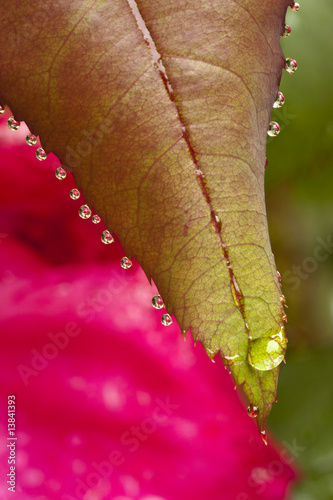 Raindrop Rose Reflections