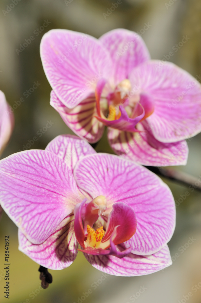 Obraz premium Orchid red