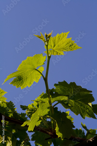 grape vine leaves