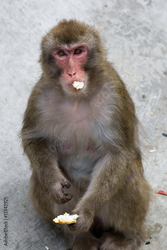 Macaca fuscata grey japanese monkey © Alexander Kosarev