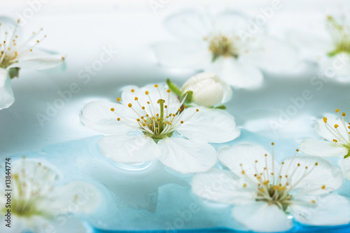spring flowers of sakura in water