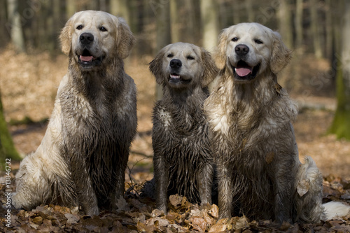 Golden Retriever photo