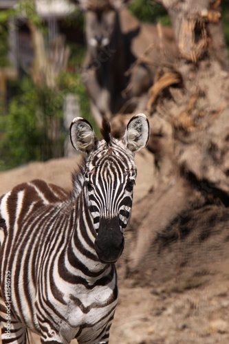 Steppenzebra