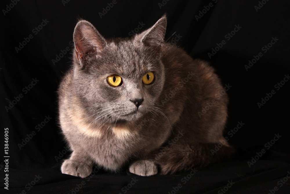 Fototapeta premium Grey cat on black background
