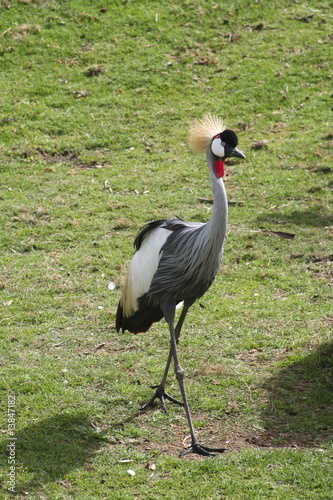single crane 760