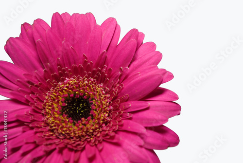 Pink gerbera isolated on white background.