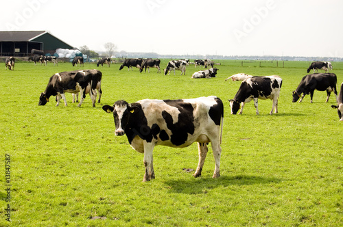 Obraz na plátne a lot of cows in a fresh meadow field