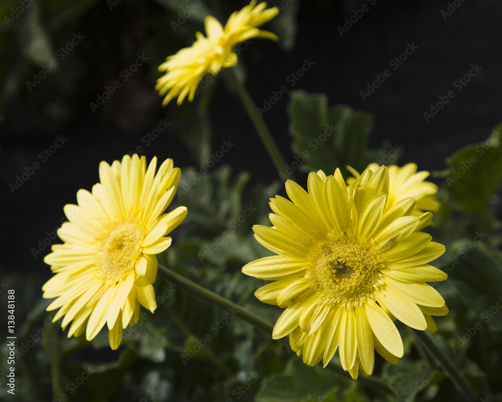 Naklejka premium flores_3