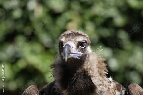 Griffon Vulture - Gyps fulvus