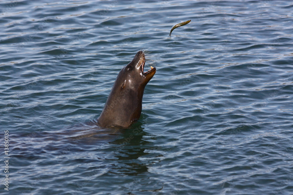 Naklejka premium Sea Lion Catching Fish