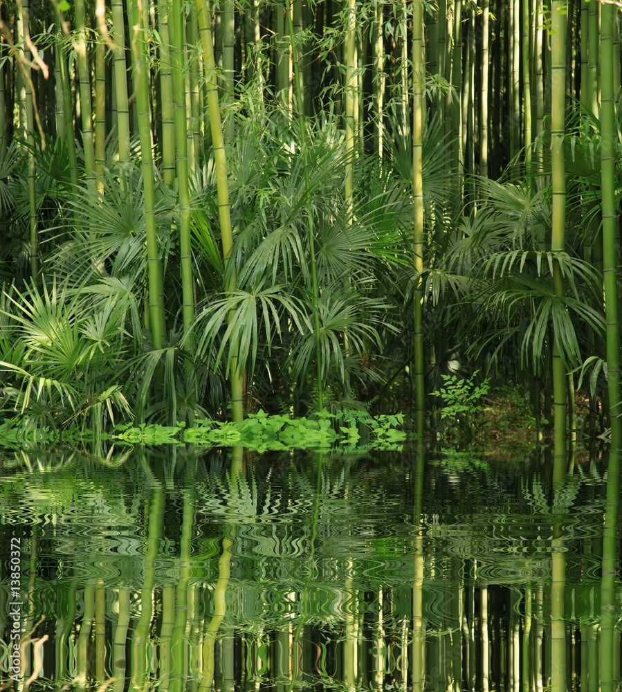 bambou au bord de l eau - obrazy, fototapety, plakaty 