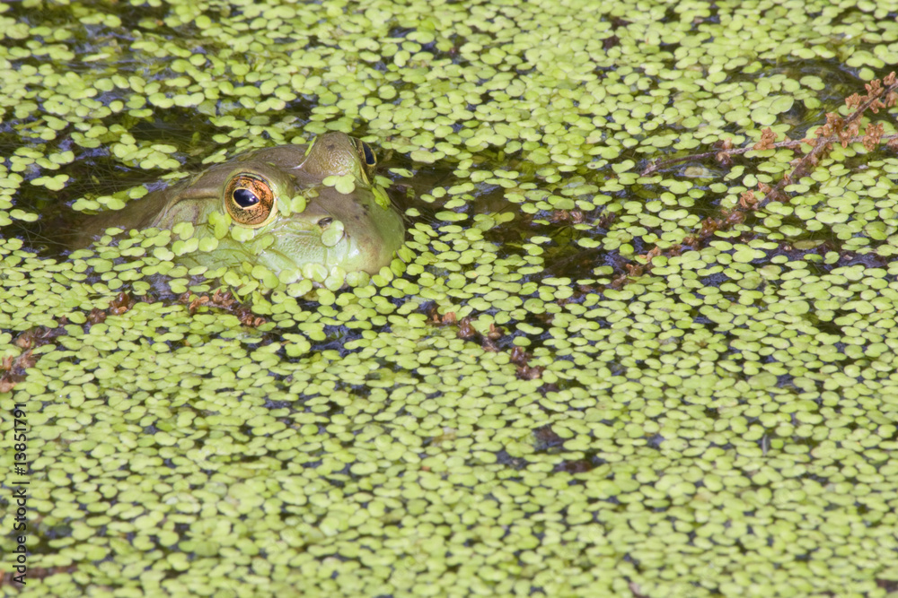 Fototapeta premium Little Frog