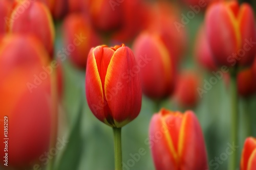 tulips © Horticulture
