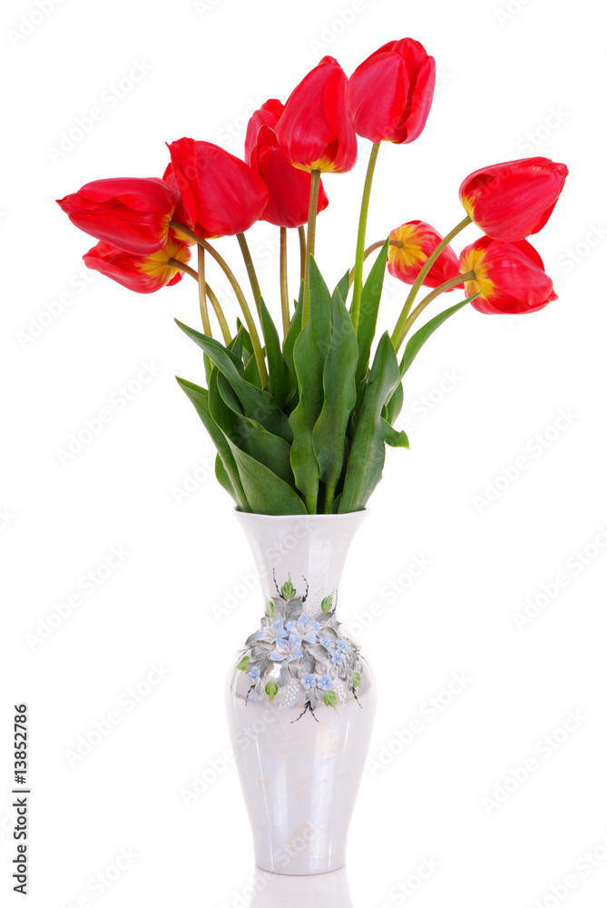 bouquet of the fresh tulips isolated on white bouquet of the fresh tulips isolated on white