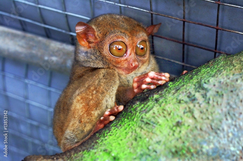 a lone tarsier monkey