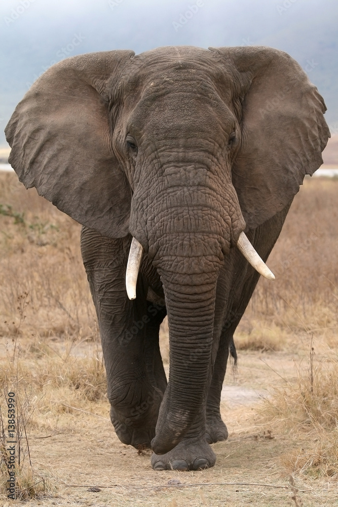 Obraz premium directo