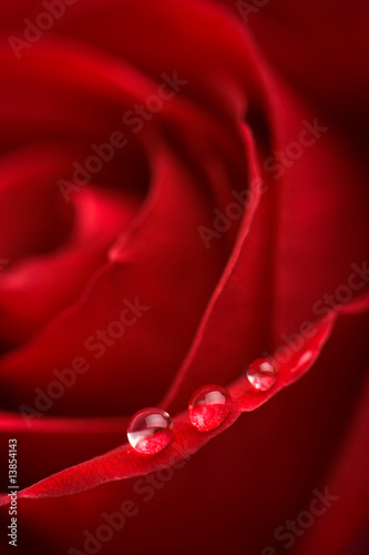 beatuful red rose with water droplets  shallow DOF 