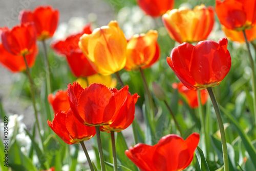 red tulip - Tulipa X Hybrida hort. Parade