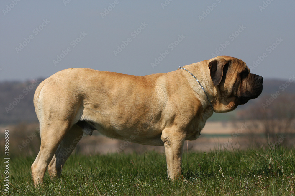 chien mastiff-bullmastiff de profil debout dans l'herbe-fatigue