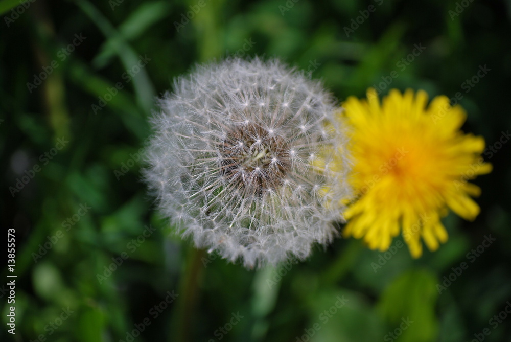 Pusteblume