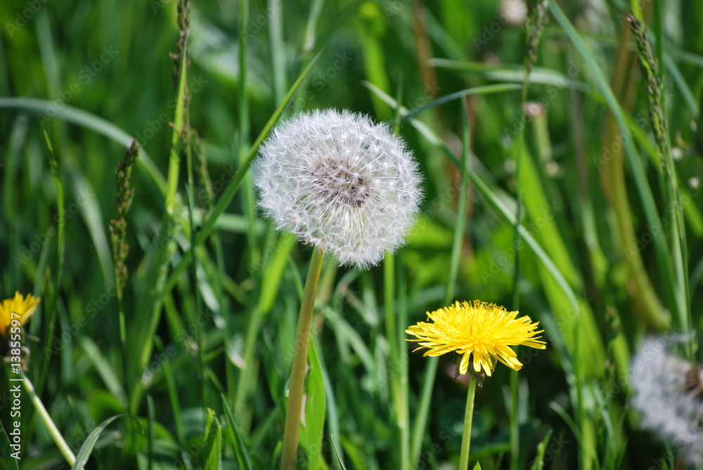 Pusteblume