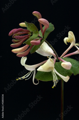 Geissblatt, Lonicera caprifolium photo