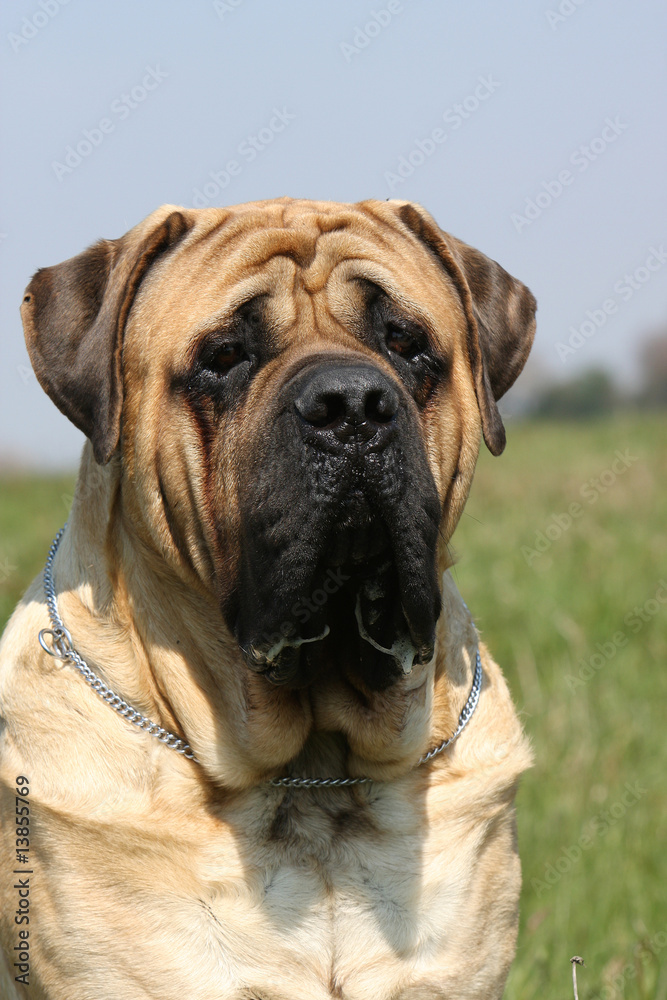 Obraz premium portrait de chien mastiff-bullmastiff assis dans l'herbe
