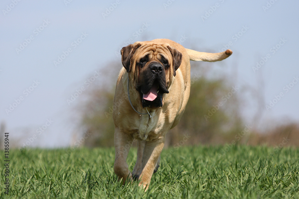 chien mastiff-bullmastiff de face courant dans l'herbe -effort - obrazy, fototapety, plakaty 
