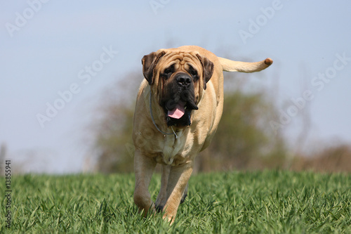 chien mastiff-bullmastiff de face courant dans l'herbe -effort