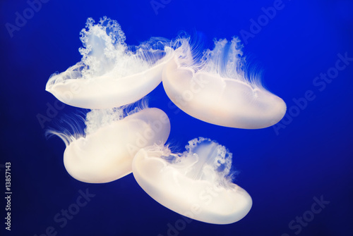 White Jellyfish