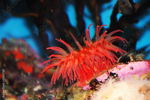 Red Sea Anemone