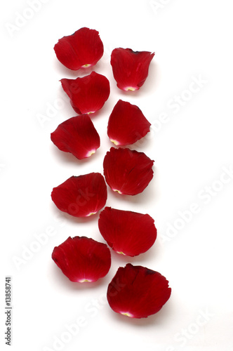 red rose petals on white