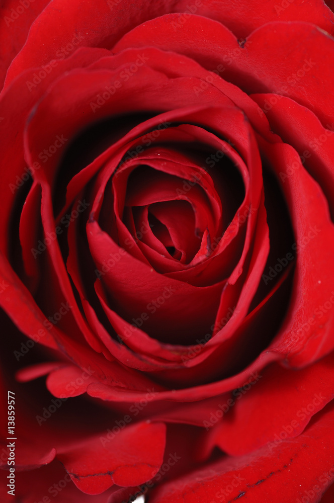Red rose macro Red rose macro