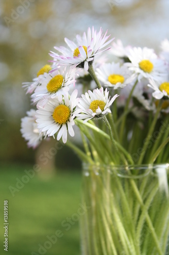 marguerites