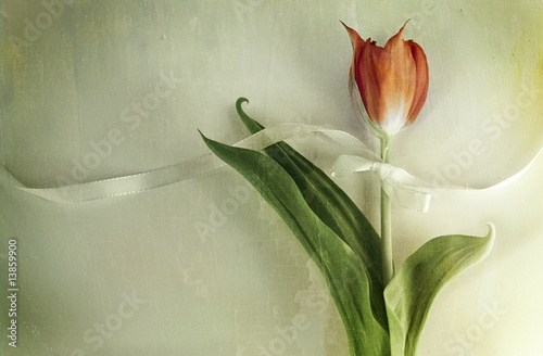 tulip