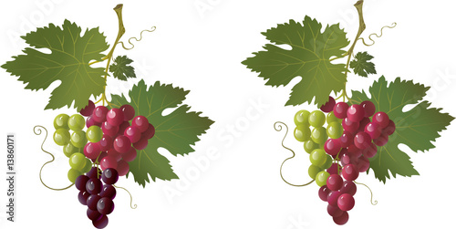 colorful grape