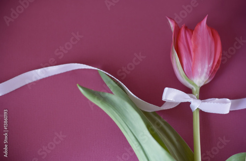 red tulips