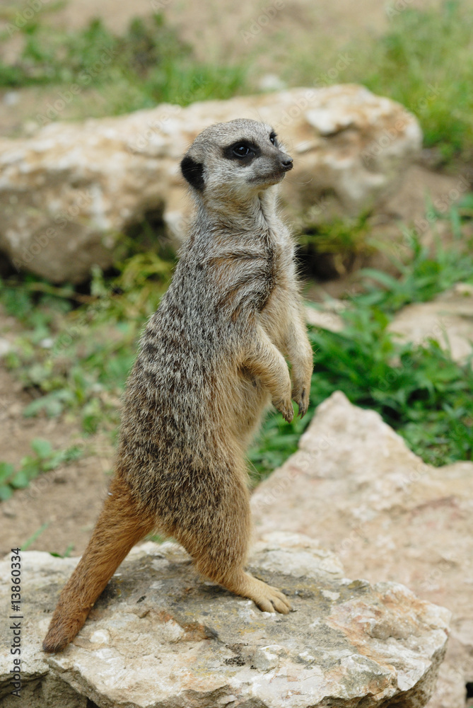 suricate suricate