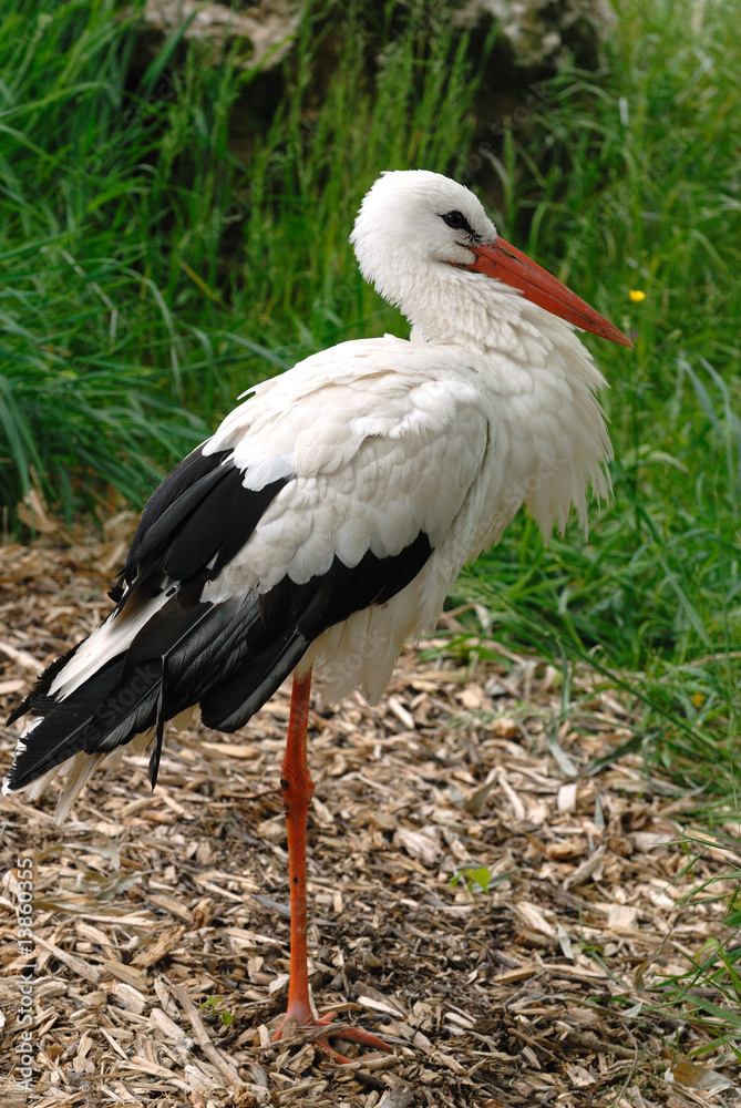 Fototapeta premium cigogne
