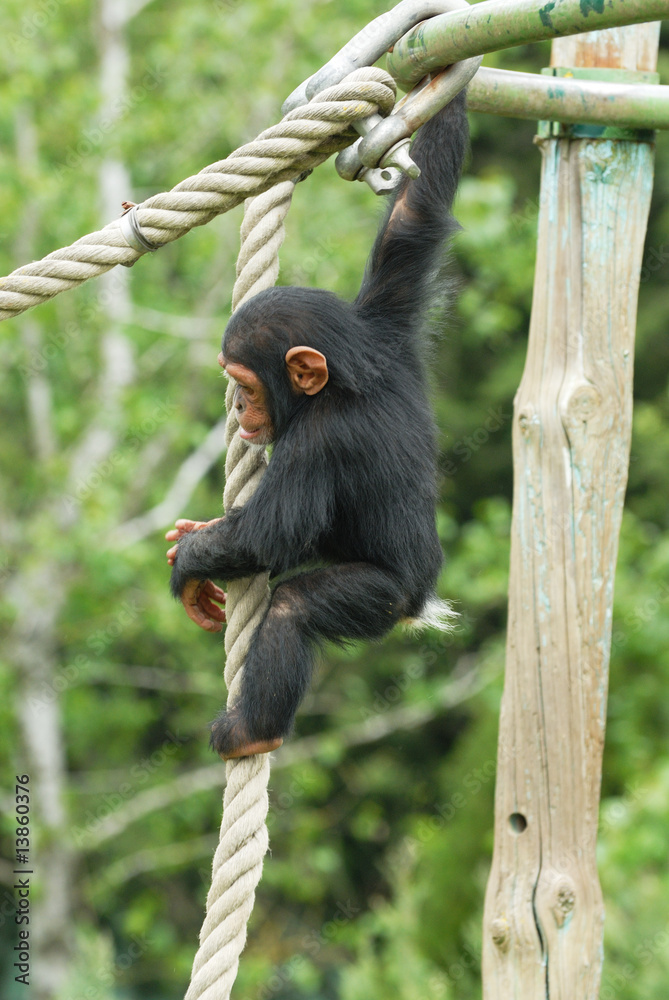 Fototapeta premium petit chimpanzé