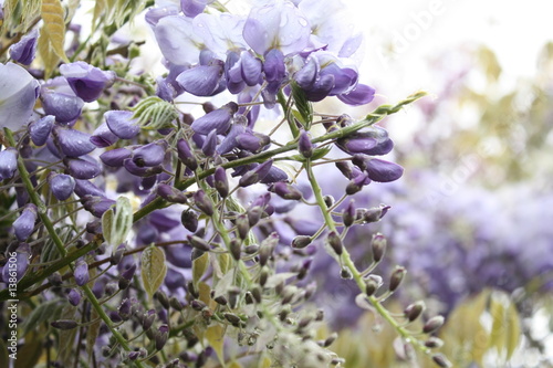 la haie de glycine sous la pluie