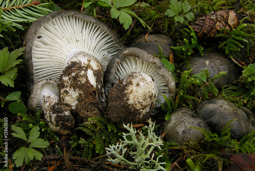 Hygrophorus Marzuolus photo