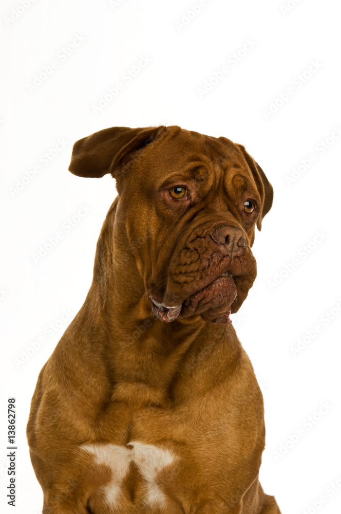 Dogue De Bordeaux dog isolated on a white background