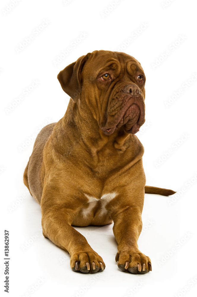 Dogue De Bordeaux isolated on a white background