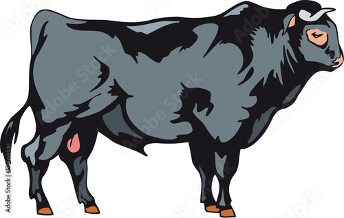 Stier