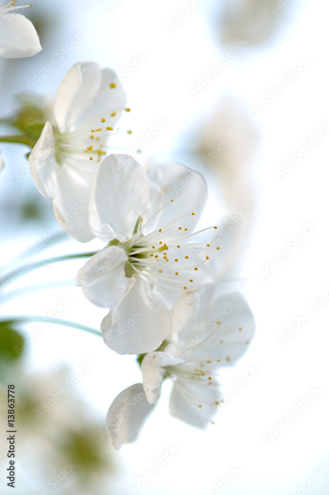 Blooming cherry Blooming cherry