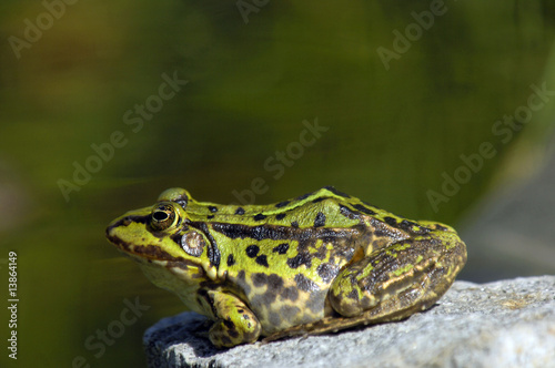 Frosch, Erdkröte