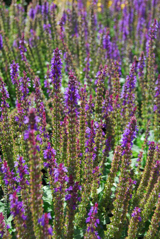 Fototapeta premium Blumen, Salbei