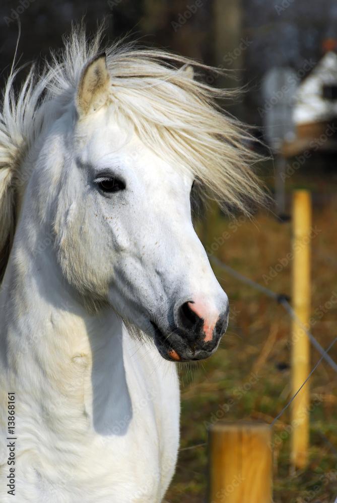 Obraz premium Pferd, Isländer, Schimmel